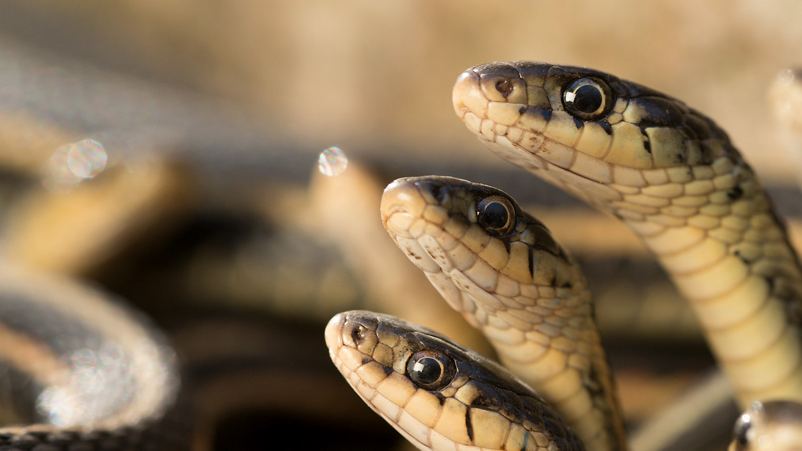 No, Cold Calling Isn't Diving Into a Snake Pit! Cold Call Coach